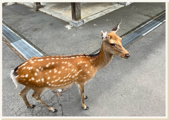 金椿神社と銭洗場その2